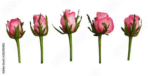 Set of pink rose flowers