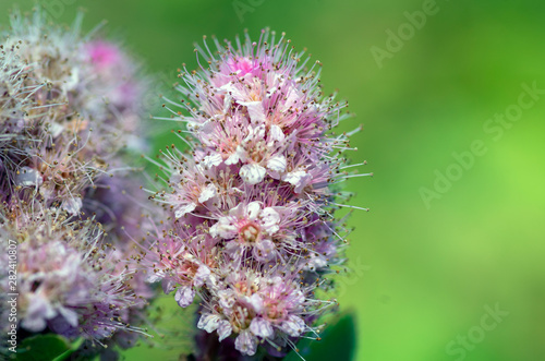 Flowers and insects in the bosom of nature. Polish parks and meadows photo