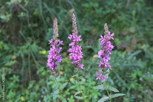 Fototapeta Naklejka Na Ścianę i Meble -  Pink flowers bloom in the meadows in summer, attracting bees. Fresh beauty.