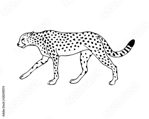 Vector black line hand drawn walking cheetah isolated on white background