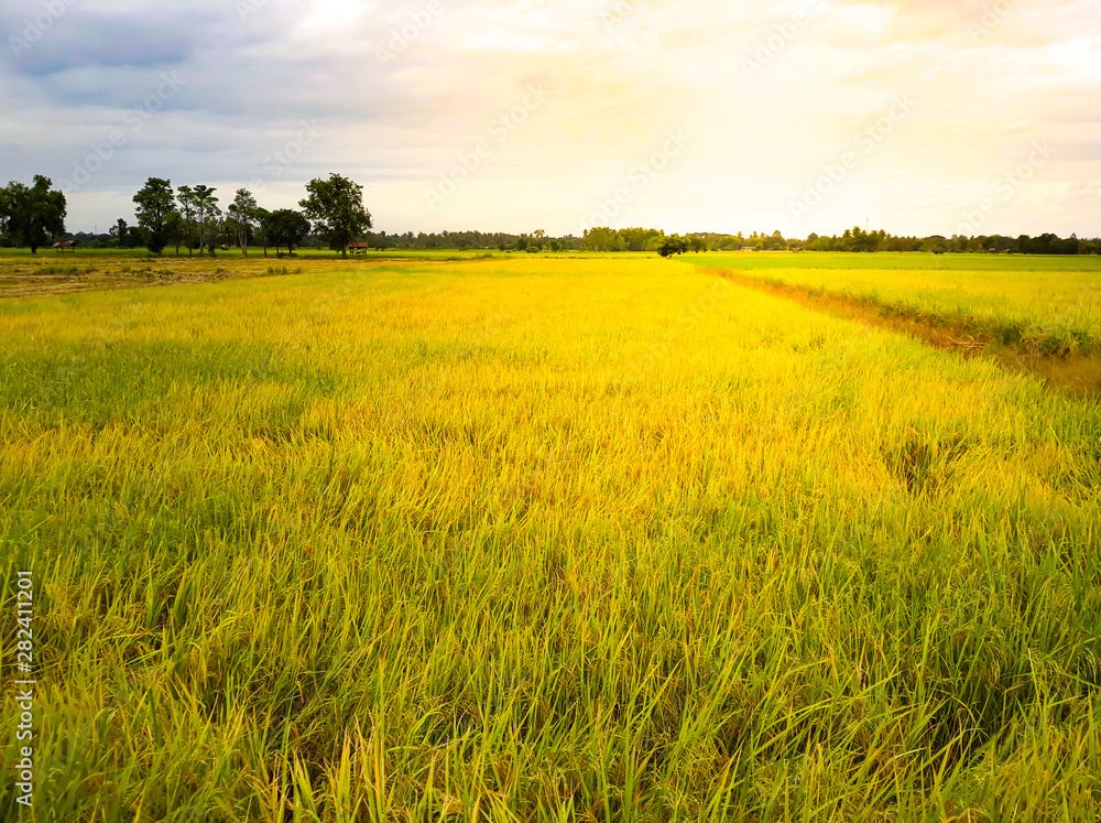 Paddy fields in Thailand.