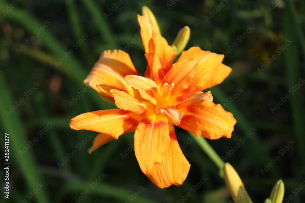 Bright yellow flowers bloom in the summer garden Bright yellow flowers bloom in the summer garden