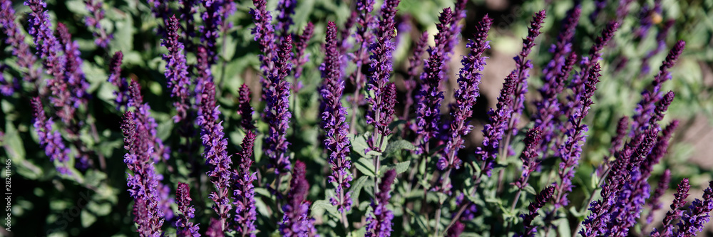 Obraz premium Group of violet flowers Salvia nemorosa Caradonna
