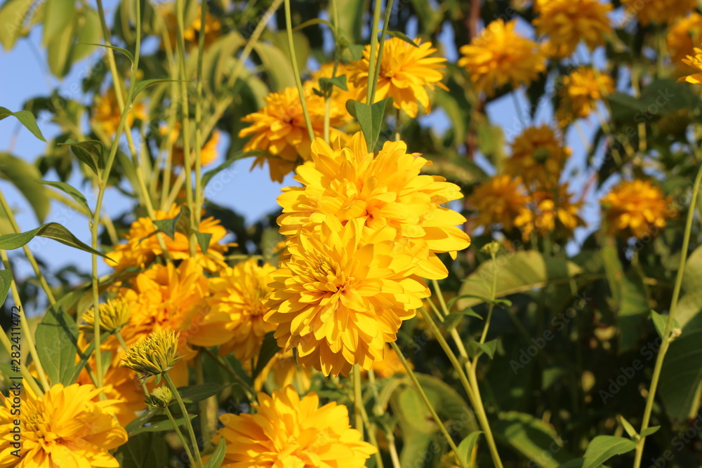 Fototapeta premium Golden balls of rudbeckia decorate gardens in summer