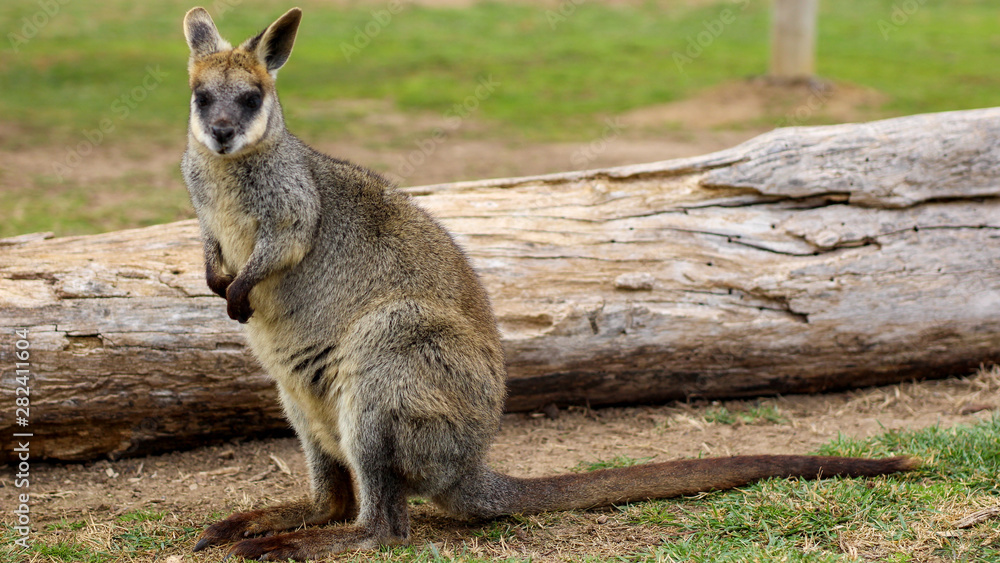 Naklejka premium Wallaby