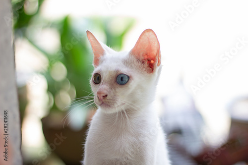 White cat with different eyes. Odd-eyed kitten. Cat with 2 different-colored eyes, heterocromatic eyes — Turkish Angora.