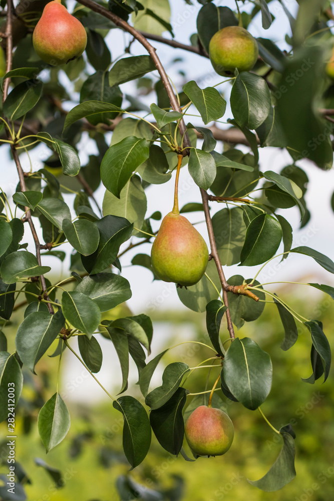 Sweet pear fruit on a tree in the orchard Sweet pear fruit on a tree in the orchard