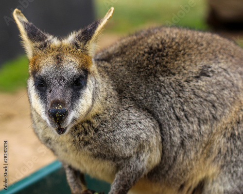 Wallaby © peter