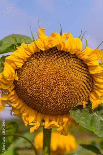 Big yellow sunflower close-up on blue sky background
