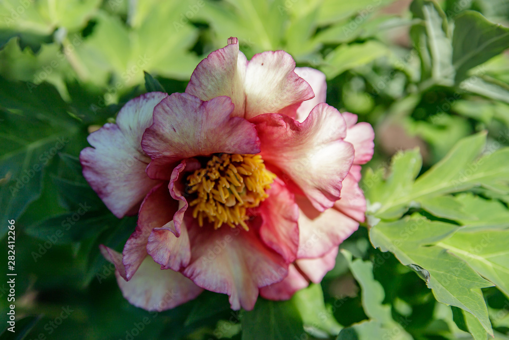 Fototapeta premium beautiful pions in the garden