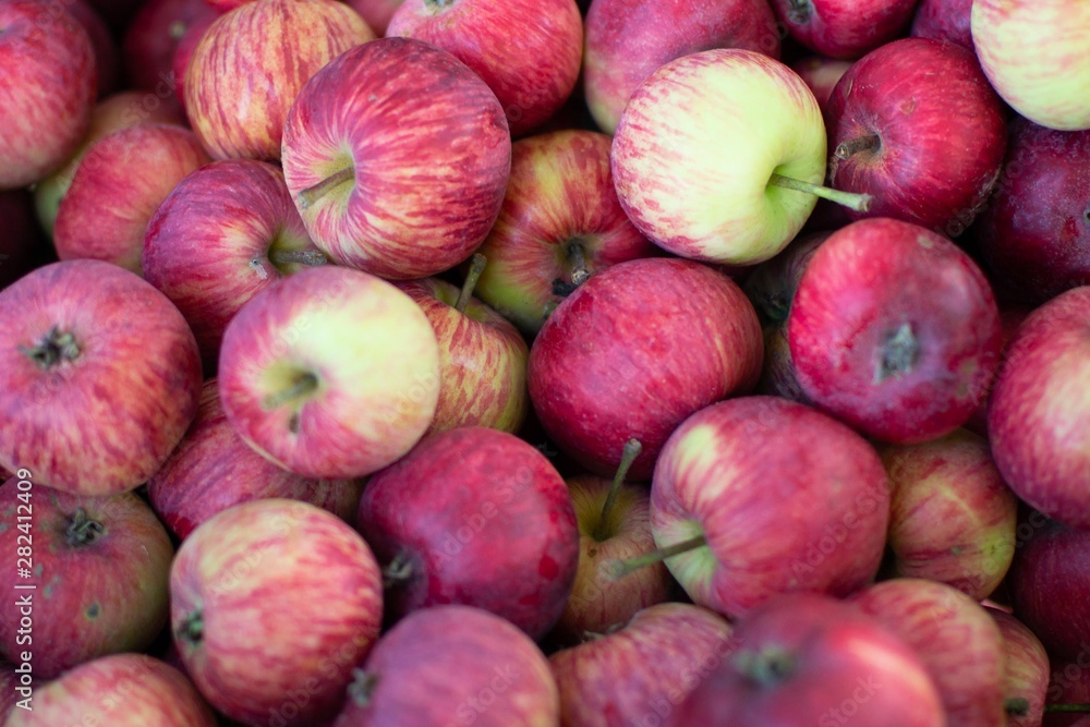 Fresh apples from grandmothers garden Fresh apples from grandmothers garden