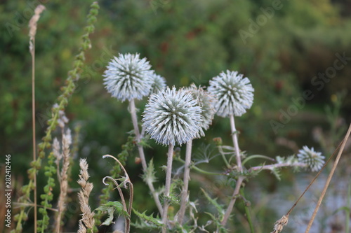 Spiny flowers grow in the meadow