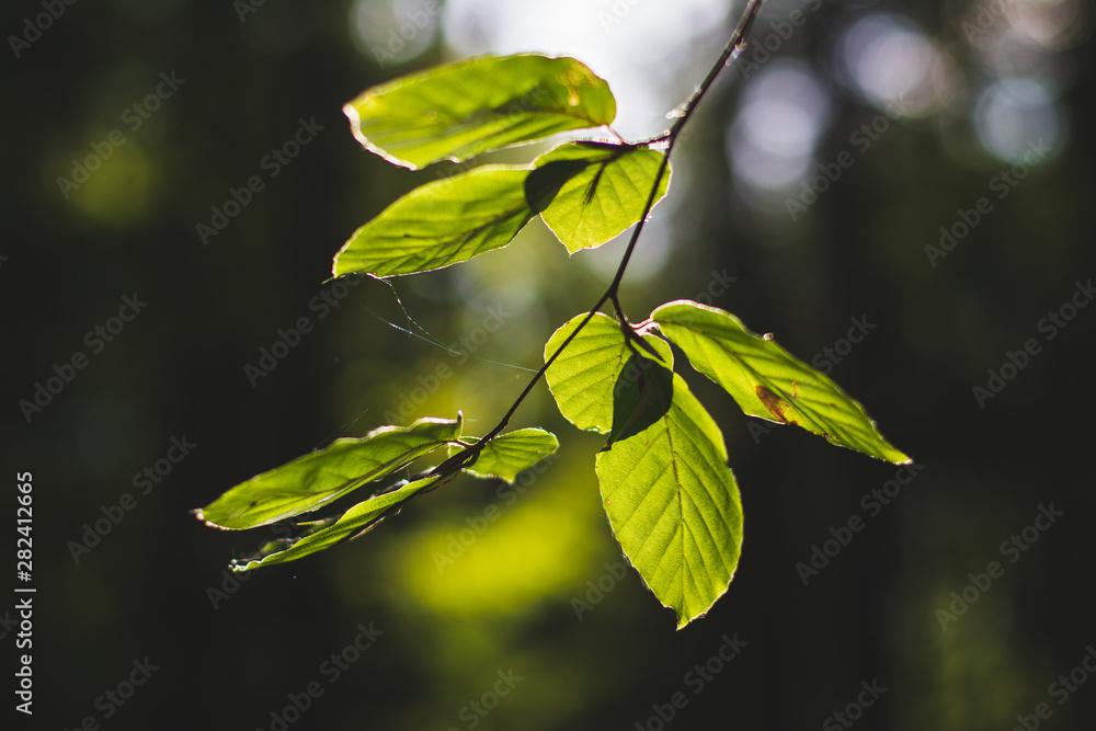 leaves leaves