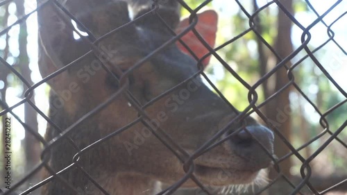 Deer in a cage at Lam Pao Dam, Kalasin Province, slow motion. photo