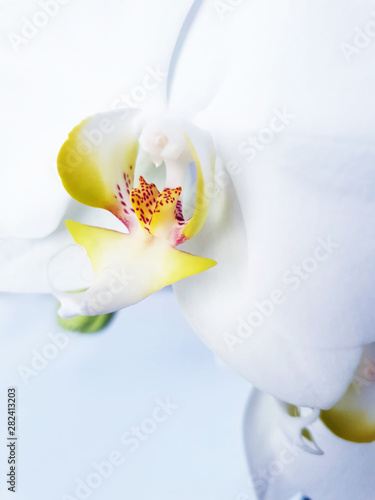 white orchid on a white background._