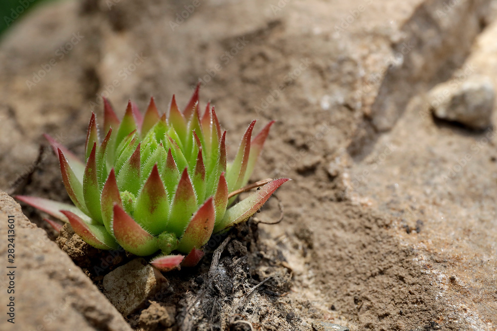 Sukkulente auf einer Steinmauer im Garten in rot und grün im Sommer