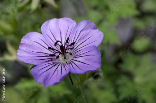 Blüte in violett im Garten mit schönem Bokeh in frischer Farbe