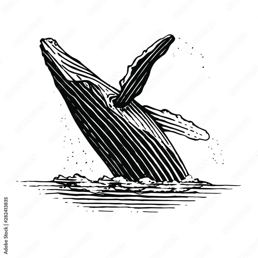 Illustration of a leaping Humpback whale is a vintage woodcut style ...