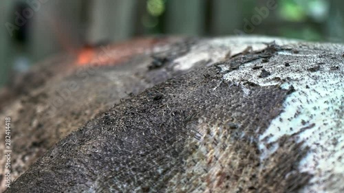 Wallpaper Mural A man burns with fire and removes the skin from a pig. Black Vietnamese pig. Preparing for cutting into pieces. Meat processing plant. Pig farm. Carcass of a pig. Dead animal. People kill animals Torontodigital.ca