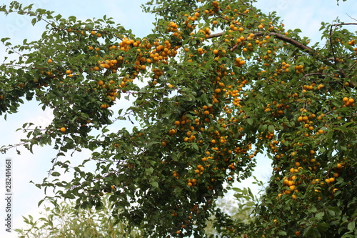 Yellow fruits of cherry plum ripened on a tree in late summer