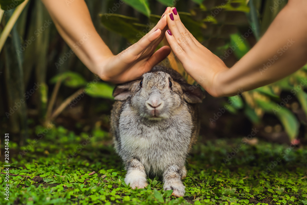 Hands protect rabbit. Cosmetics test on rabbit animal. Cruelty free and stop  animal abuse concept Stock Photo | Adobe Stock