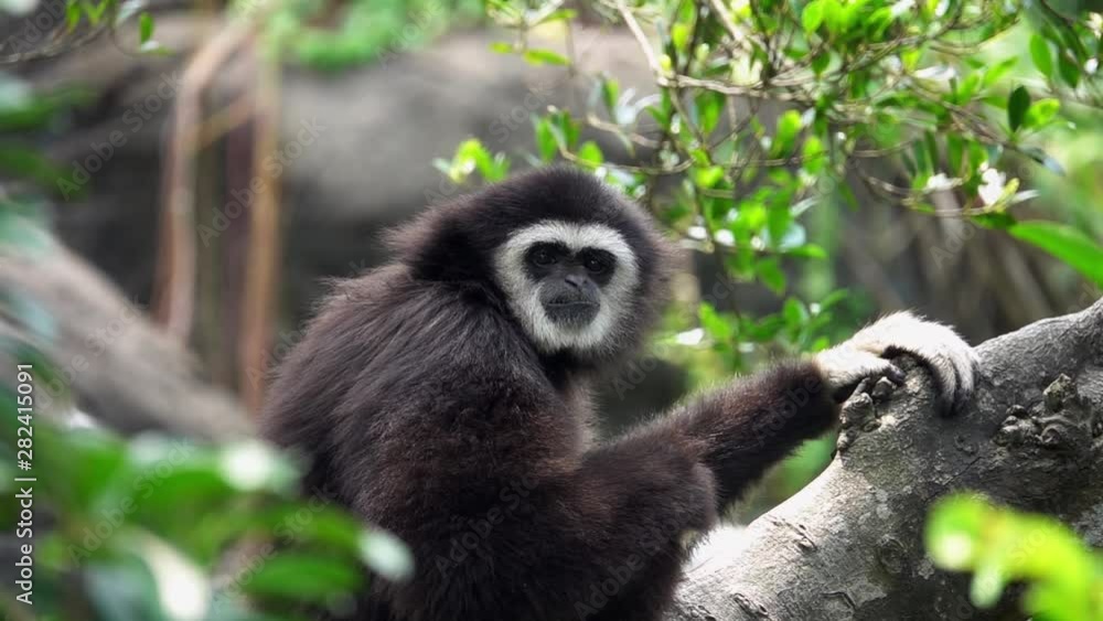 Lar Gibbon (Hylobates lar), also known as White-Handed Gibbon Sitting on Tree Branch Lar Gibbon (Hylobates lar), also known as White-Handed Gibbon Sitting on Tree Branch