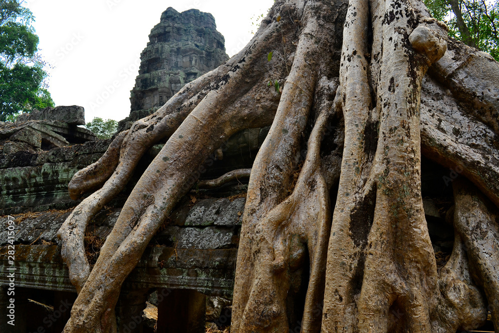 roots of a tree covering ancient temple