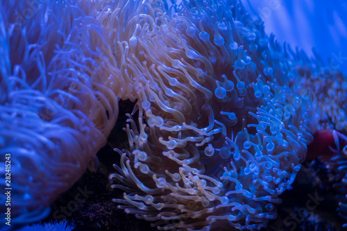 Corals in underwater tropical sea
