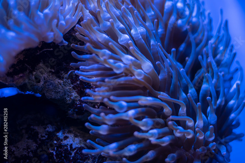 Corals in underwater tropical sea