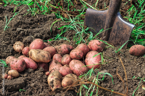 mountain of freshly dug potatoes with a shovel