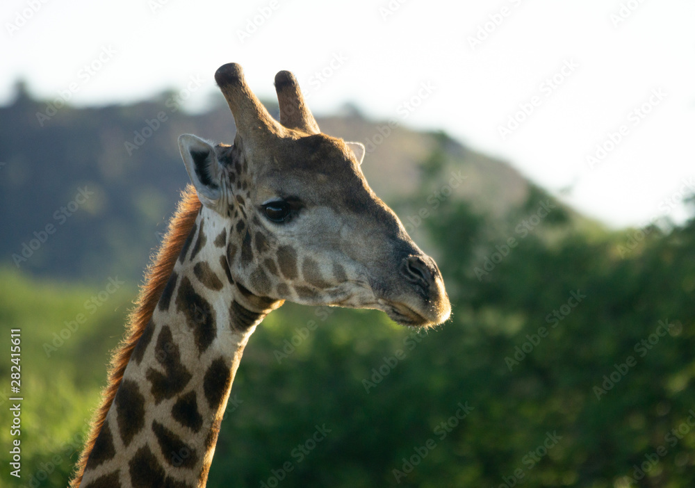 Obraz premium giraffe