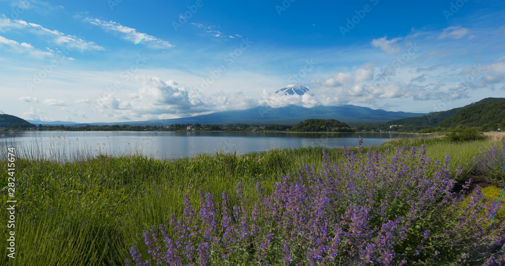 Naklejka premium Fujisan and Lavender field in Kawaguchiko in Japan