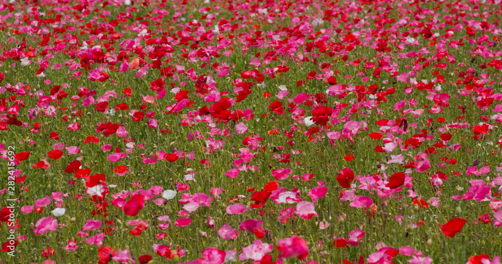 Beautiful Pink Poppy flower field