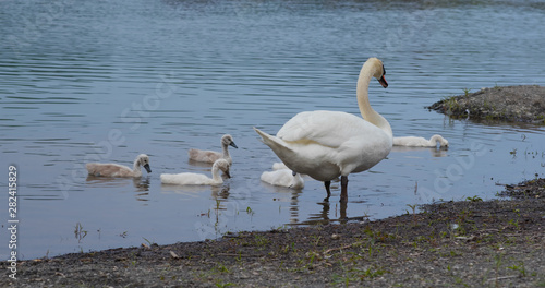 Family of the swan in the lake © leungchopan