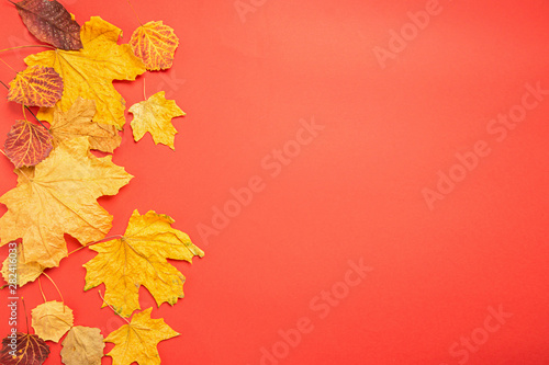 Autumn yellow dry maple leaves red background. Flat layout. Copy space. Autumn concept postcard. Place for text design.