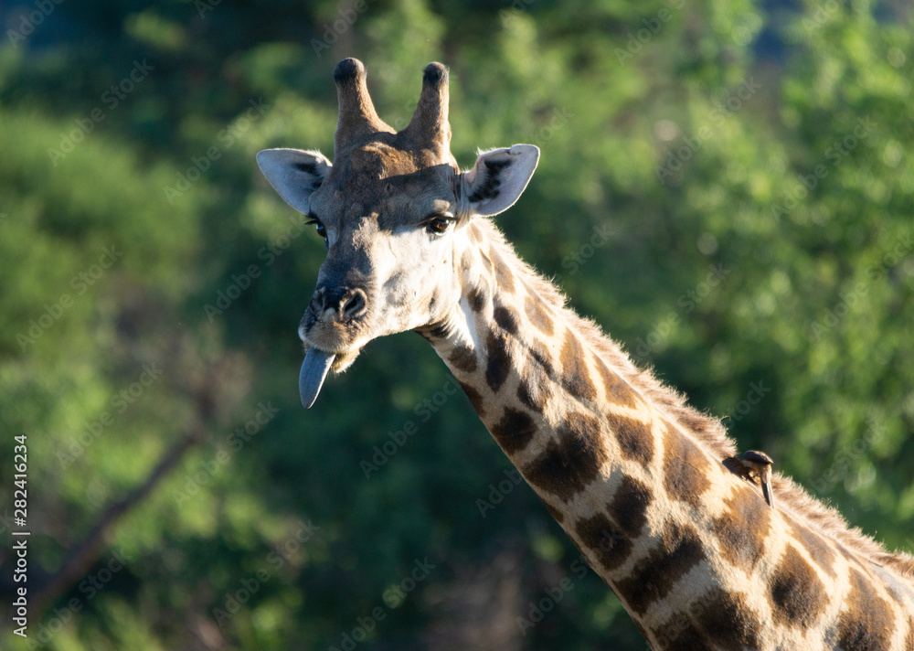 Fototapeta premium gi