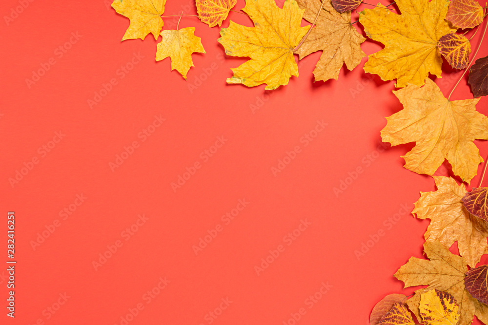 Autumn yellow dry maple leaves red background. Flat layout. Copy space. Autumn concept postcard. Place for text design. Autumn yellow dry maple leaves red background. Flat layout. Copy space. Autumn concept postcard. Place for text design.