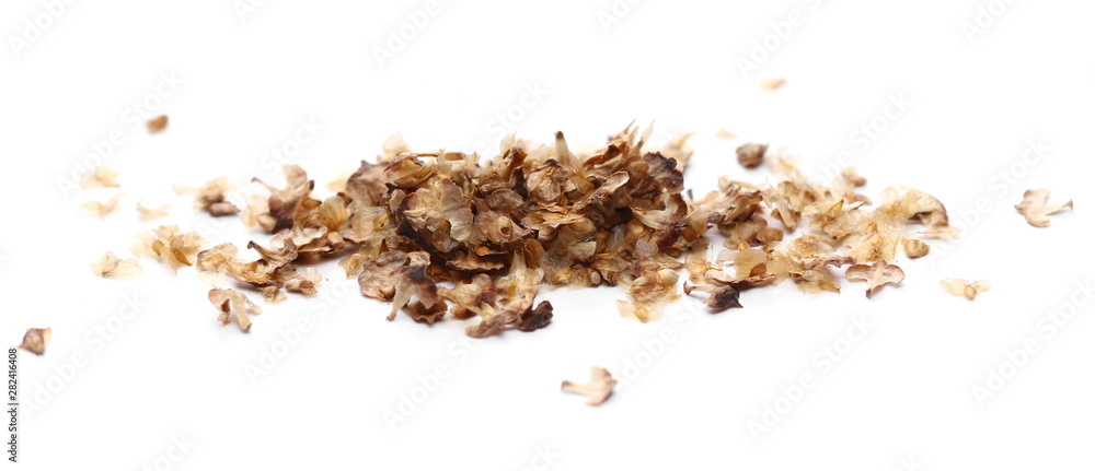 Dry, withering birch seeds isolated on white background Dry, withering birch seeds isolated on white background