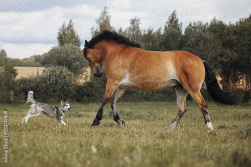Red horse playing with a big dog