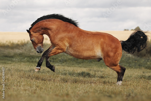 Red horse playing on grass field