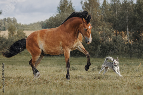 Red horse playing with a big dog