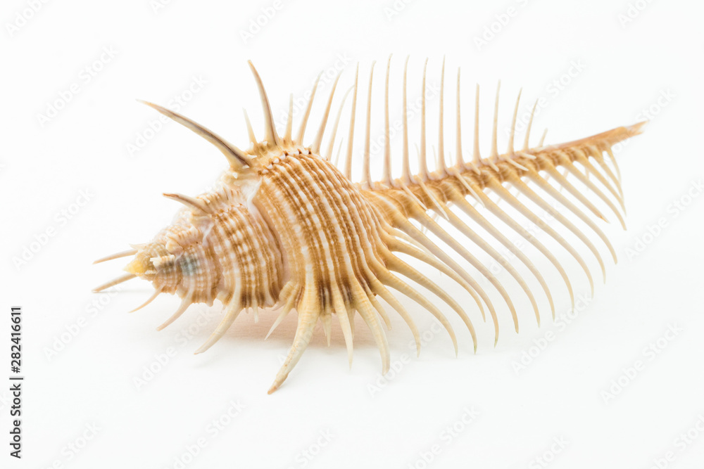 Obraz premium Sea shell Murex pecten on white background