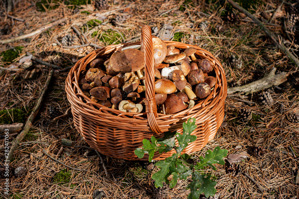 A full basket of porcini mushrooms collected in the forest. A full basket of porcini mushrooms collected in the forest.