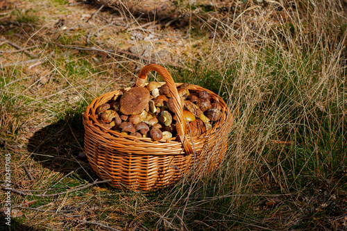 A full basket of porcini mushrooms collected in the forest.