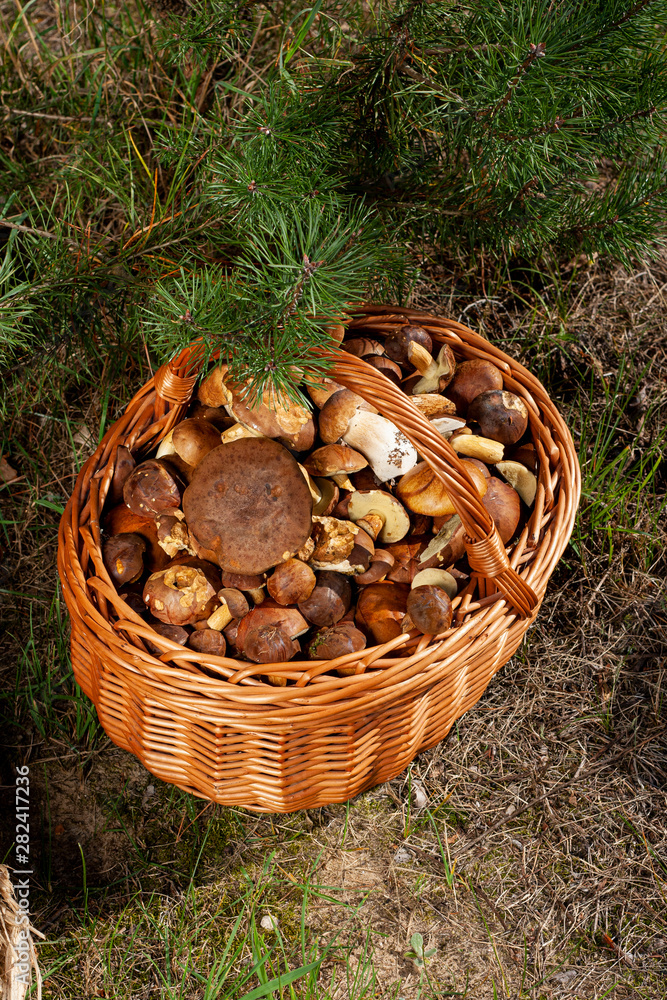 A full basket of porcini mushrooms collected in the forest. A full basket of porcini mushrooms collected in the forest.