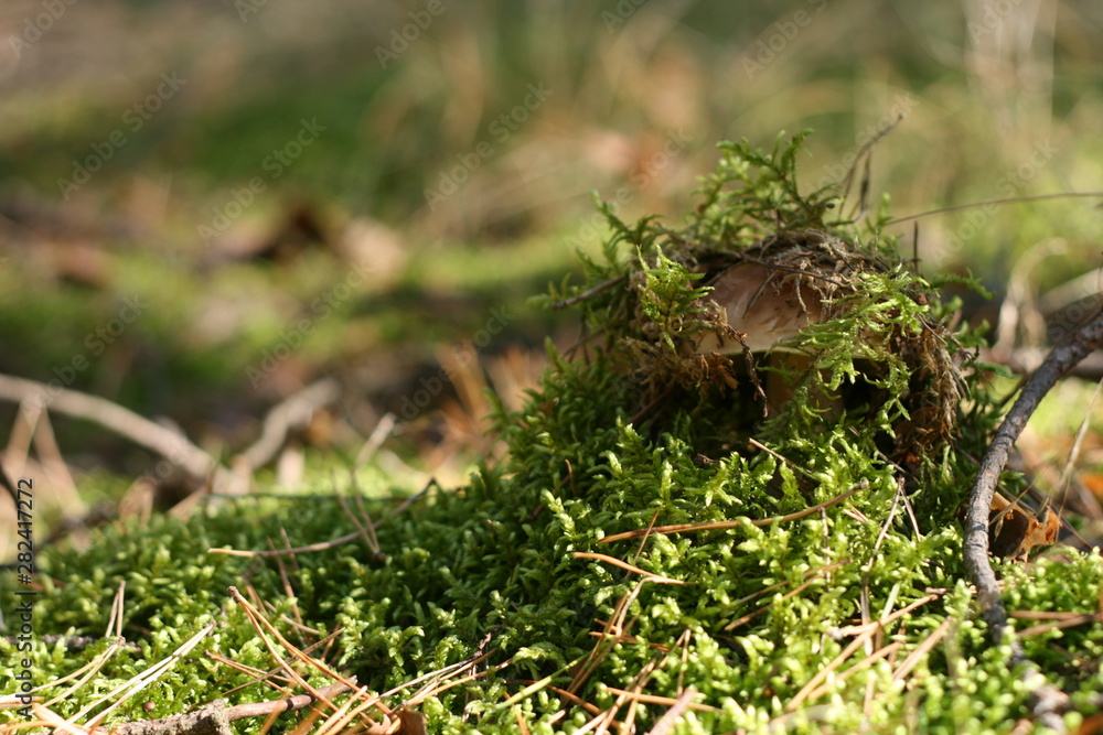 Boletus hiding under the bedding. Boletus hiding under the bedding.
