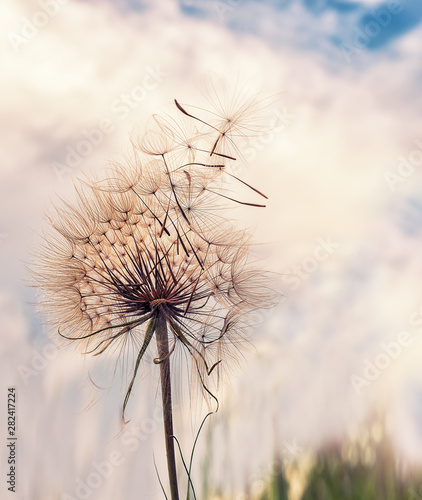 Huge fluffy white dandelion against the sky and clouds at sunset. © Ann Stryzhekin