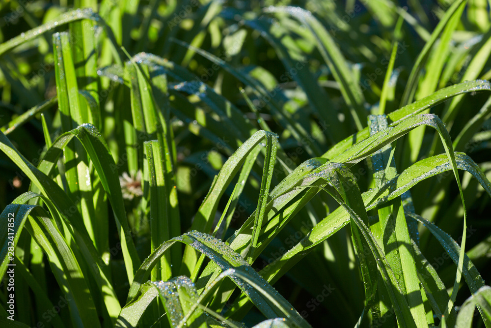 green grass green grass