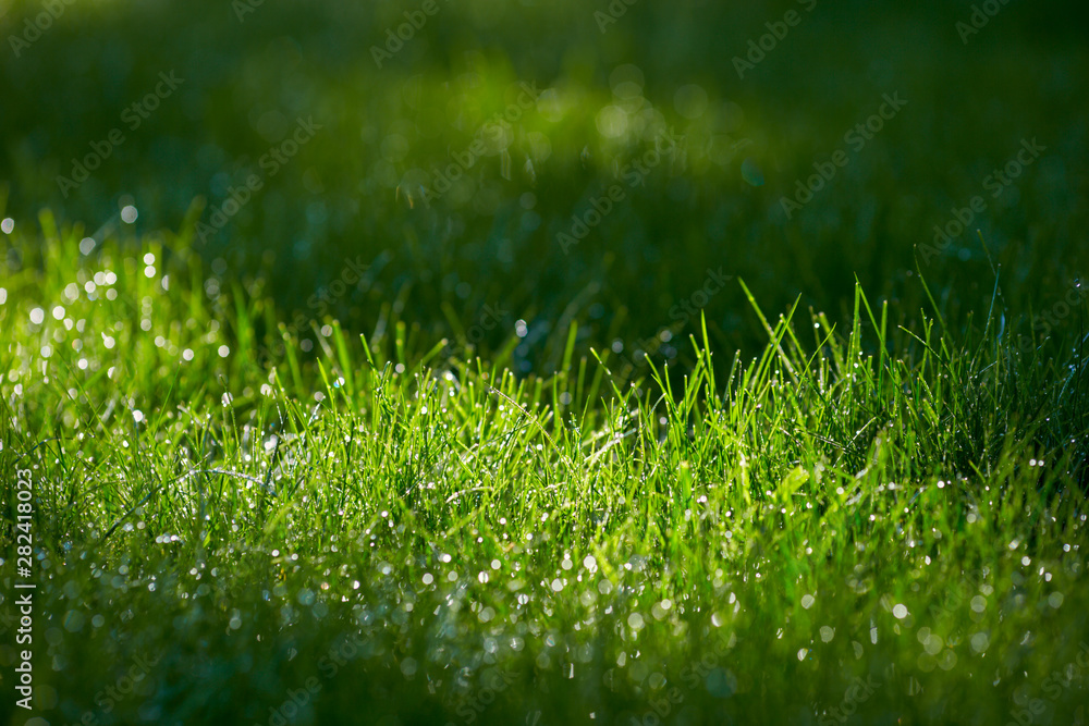 Naklejka premium green grass