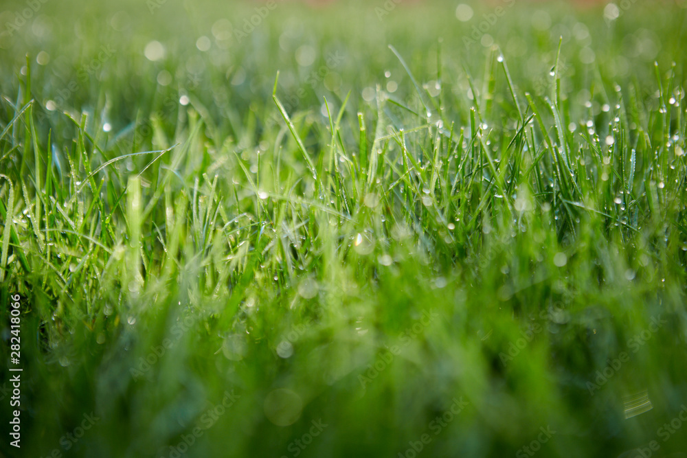 green grass green grass